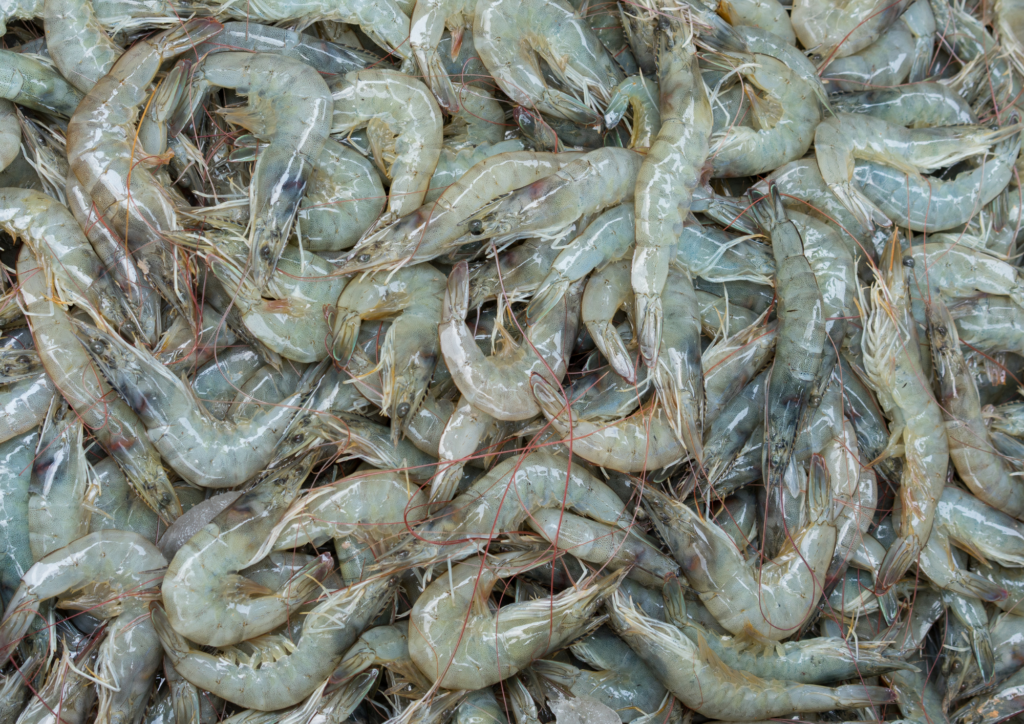 Udang